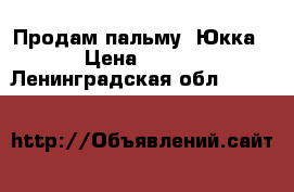 Продам пальму “Юкка“. › Цена ­ 2 000 - Ленинградская обл.  »    